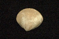 藏品(普通文蛤)的圖片